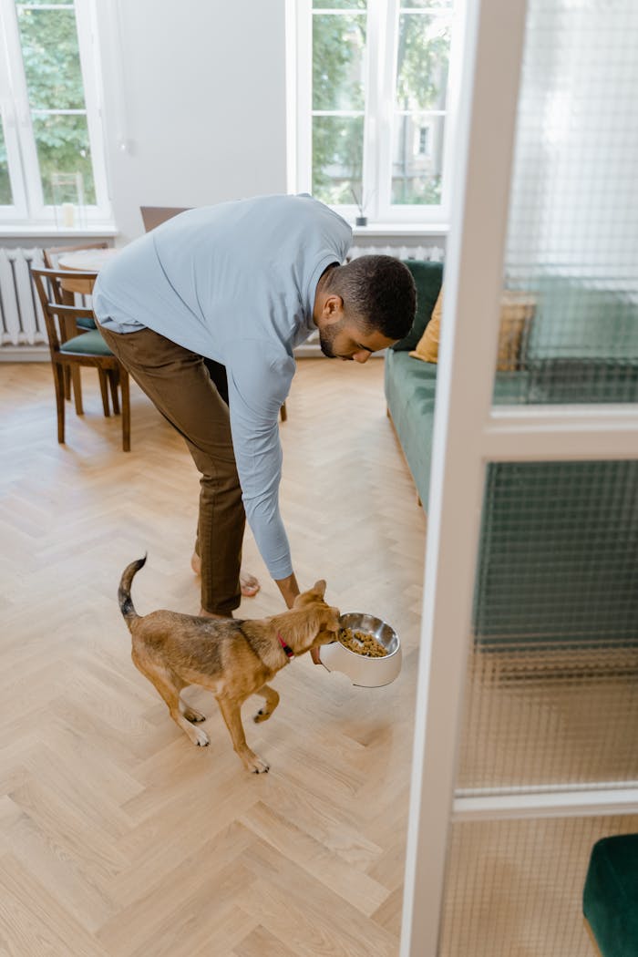 A man feeding his dog in a bright and cozy living room with natural light.