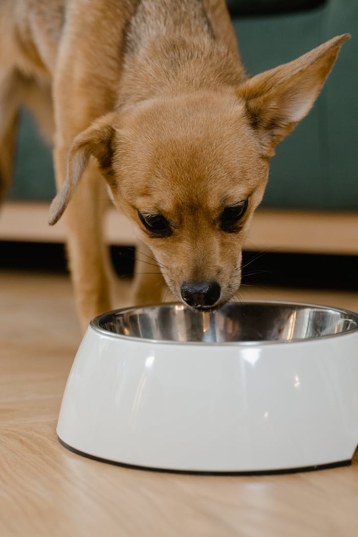 A curious chihuahua dog eating from a shiny bowl indoors, captured in a warm light setting.